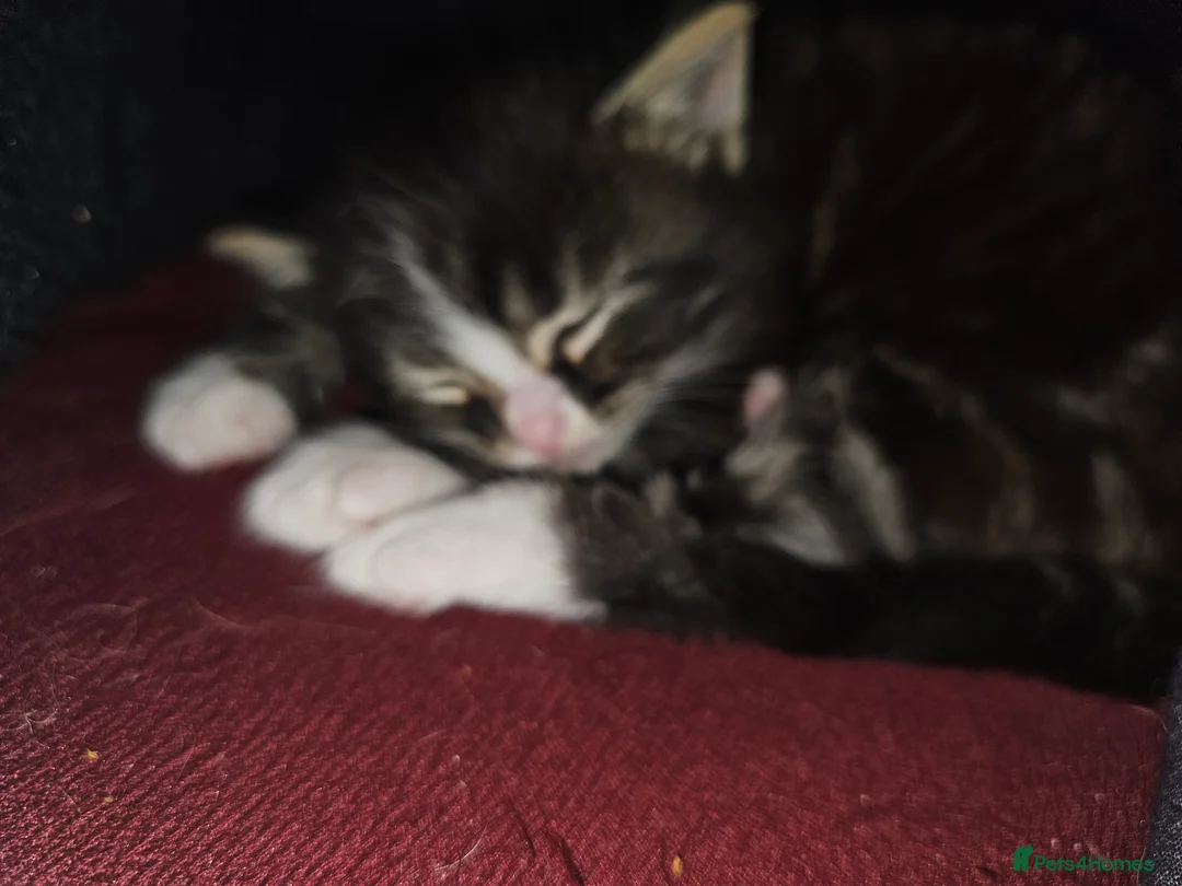 Mixed Breed cats for sale: Beautiful  ** s twins Romeo and Juliet  - Advert 6