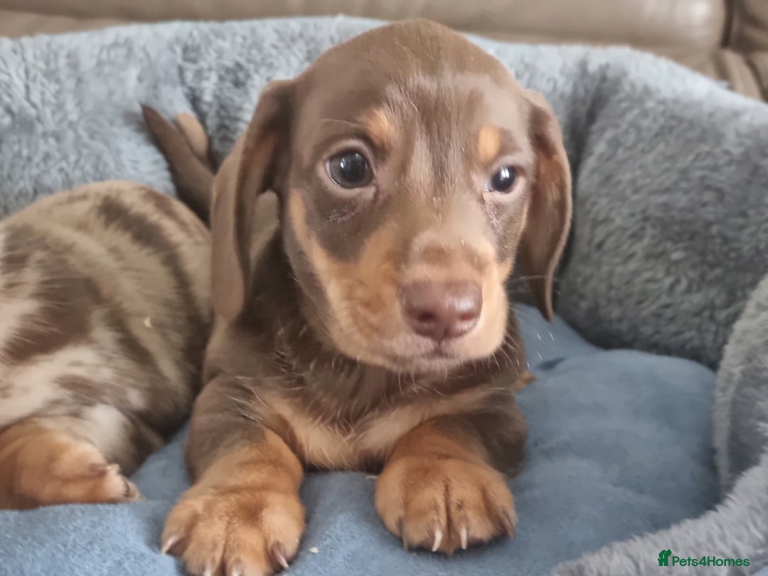 Miniature Dachshund dogs for sale: Kc registered  super mini  dachshunds  - Image 8