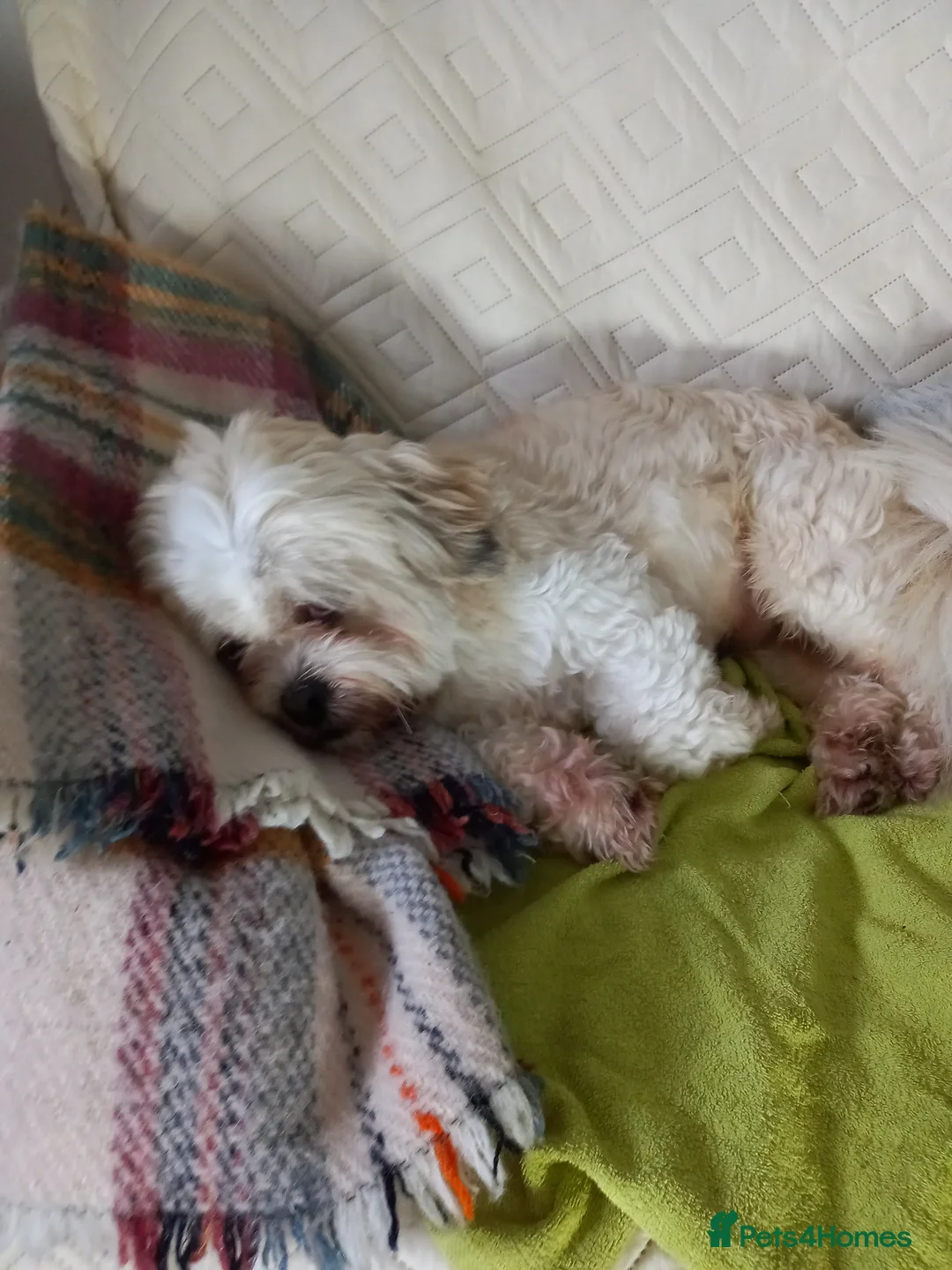 Cairn Terrier dogs for sale: Girl Cairn Terrier Puppy for sale in Oswestry - Advert 1