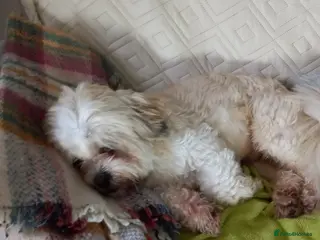 Cairn Terrier dogs Girl Cairn Terrier Puppy for sale in Oswestry - Advert 3