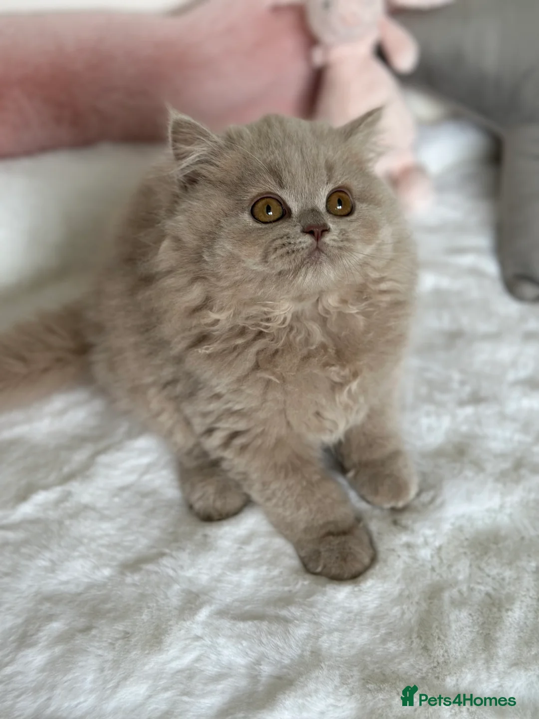 British Longhair cats for sale: Ready 🐻British Longhair chunky kittens💎🧸 - Advert 24