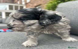 Cavapoo dogs for sale: 🌟HEALTH TESTED F1B CAVAPOO MERLE STUNNING PUPPIES - Image 2