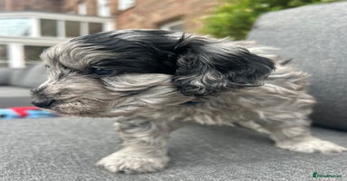 Cavapoo dogs - Advert 9