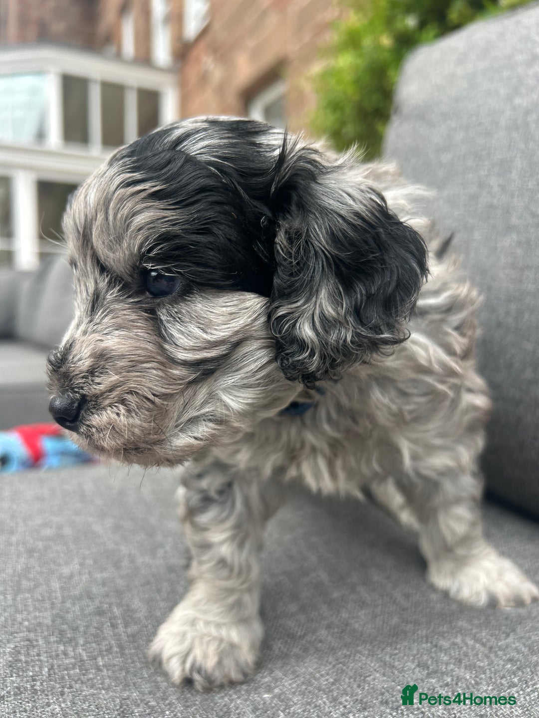 Cavapoo dogs for sale: 🌟HEALTH TESTED F1B CAVAPOO MERLE STUNNING PUPPIES - Image 2