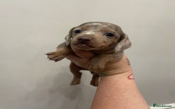 Dachshund dogs for sale: Beautiful Dachshund puppies - Image 5