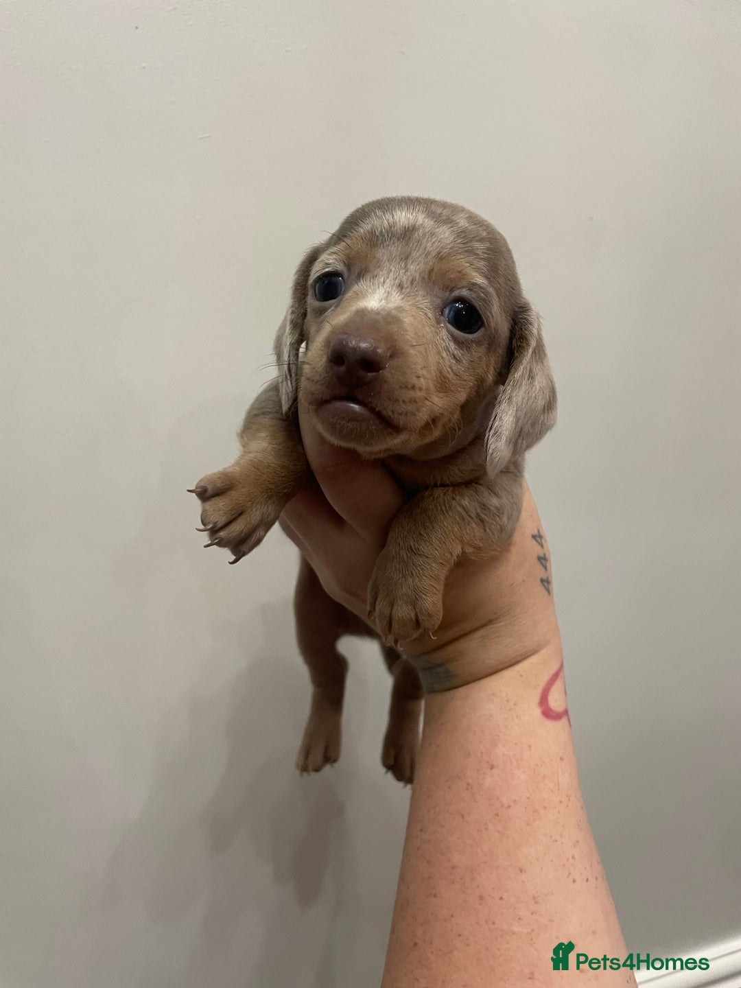 Dachshund dogs for sale: Beautiful Dachshund puppies - Image 5