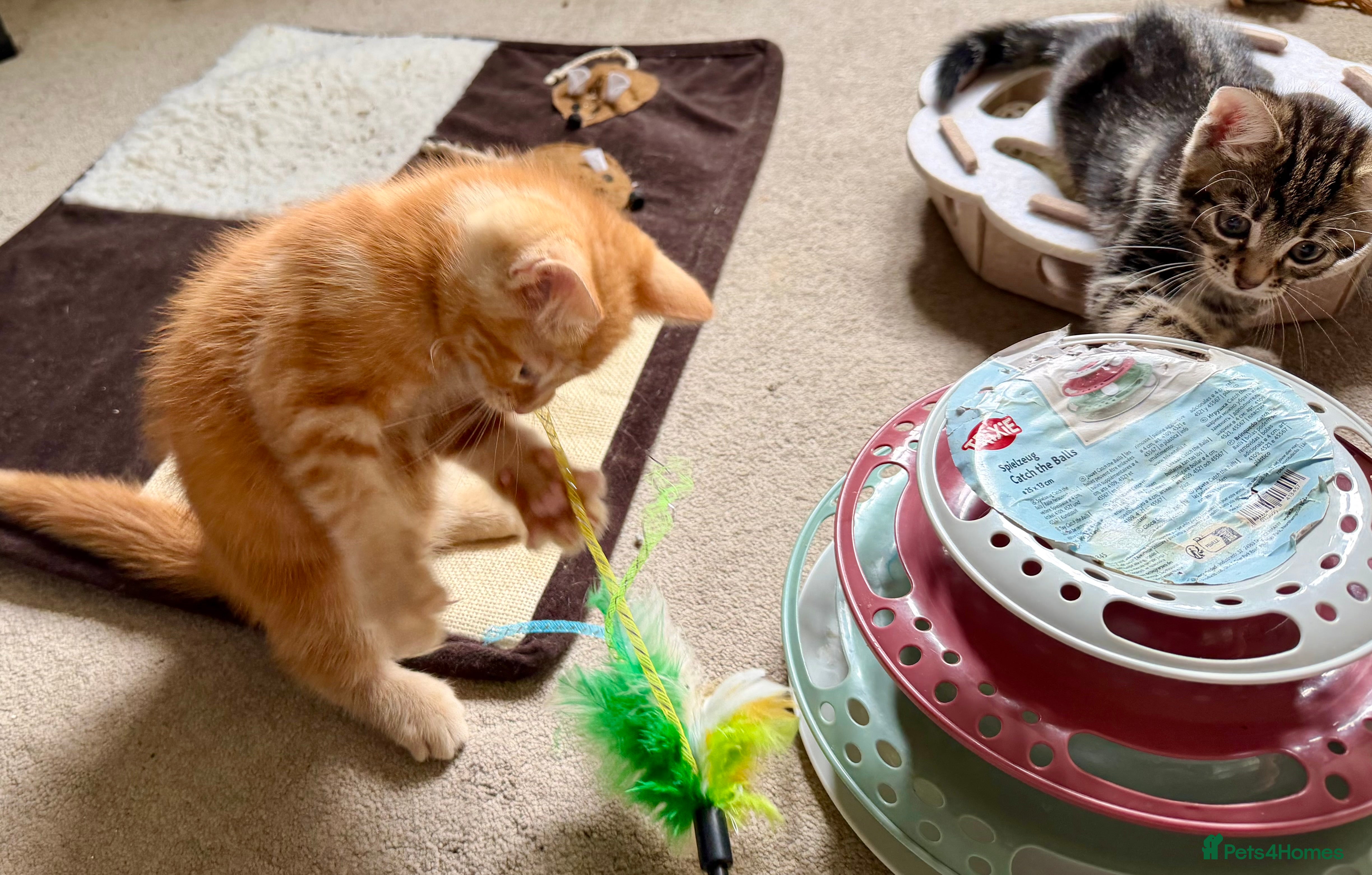 Mixed Breed cats for sale: Adorable bengal&tabby mix kittens  - Advert 1