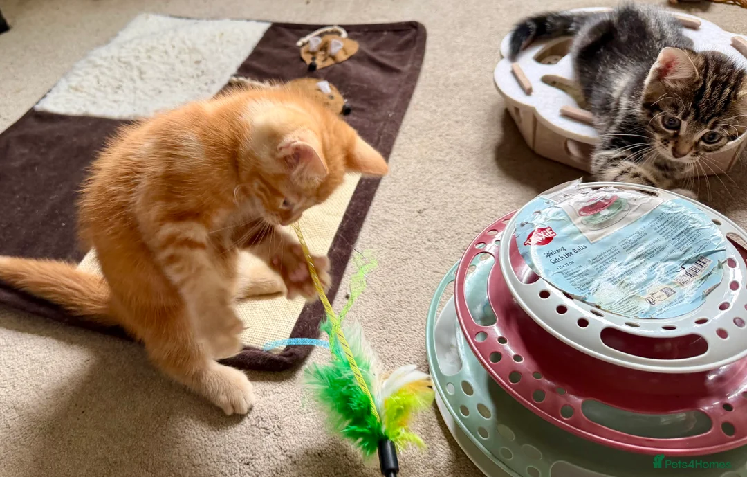 Mixed Breed cats for sale: Adorable bengal&tabby mix kittens  - Advert 1