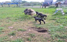Mixed Breed dogs for sale: Mother  malnute  father  full black Labrador  - Image 6