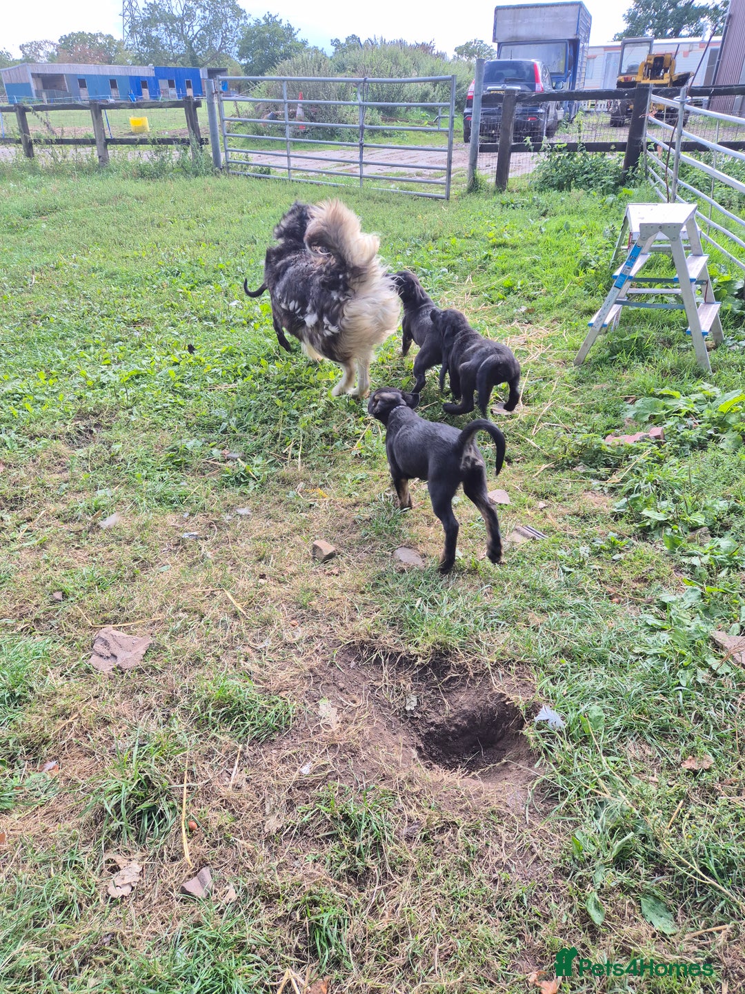Mixed Breed dogs for sale: Mother  malnute  father  full black Labrador  - Image 6