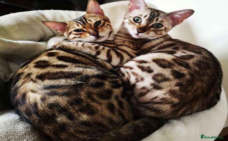 Bengal cats - Advert 12