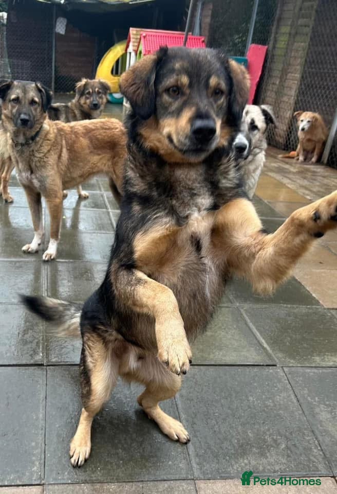 Mixed Breed dogs Hovis - Norwich Norfolk  in Norwich - Advert 6