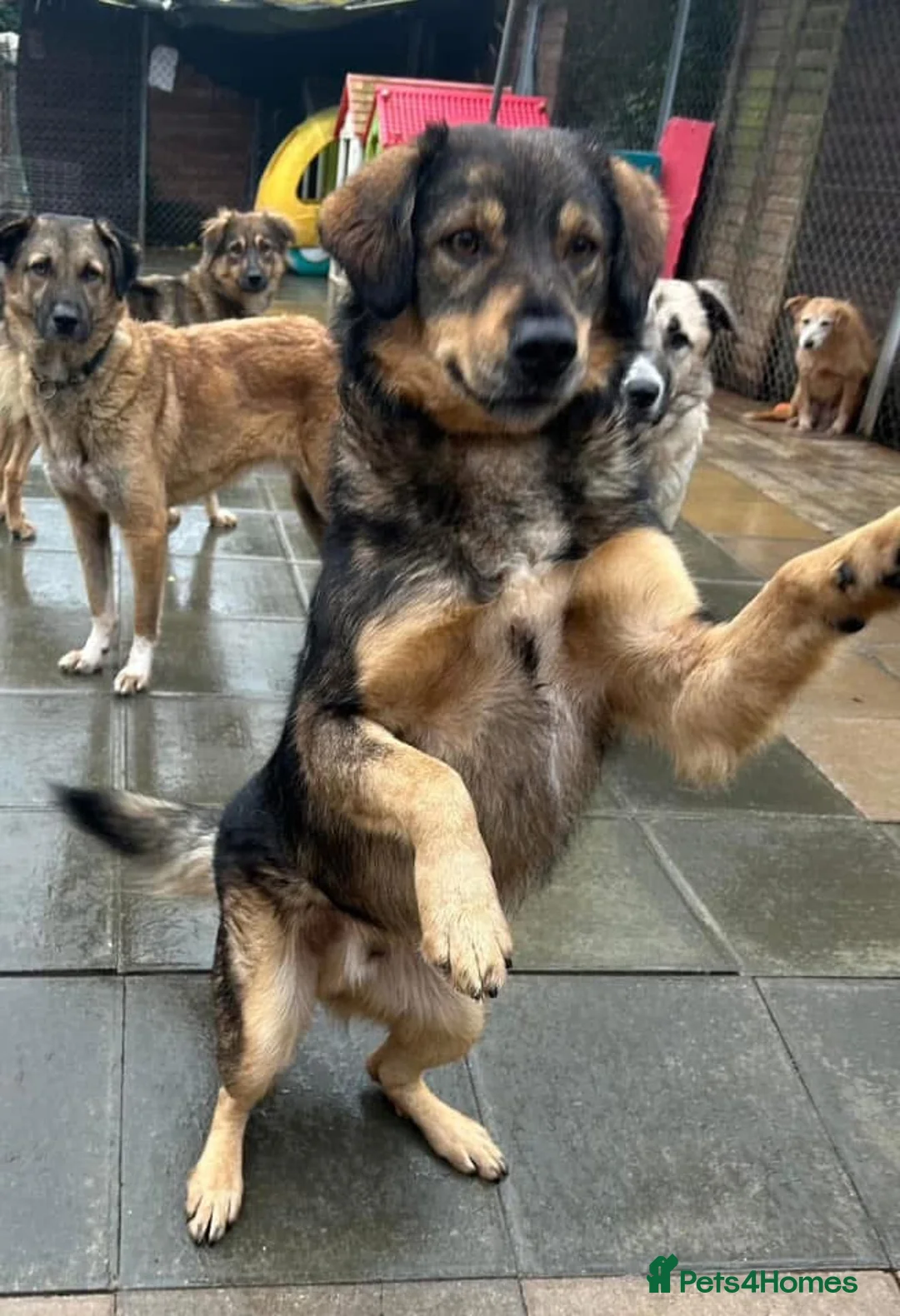 Mixed Breed dogs for adoption: Hovis - Norwich Norfolk  in Norwich - Advert 1