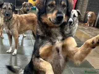 Mixed Breed dogs Hovis - Norwich Norfolk in Norwich - Advert 6