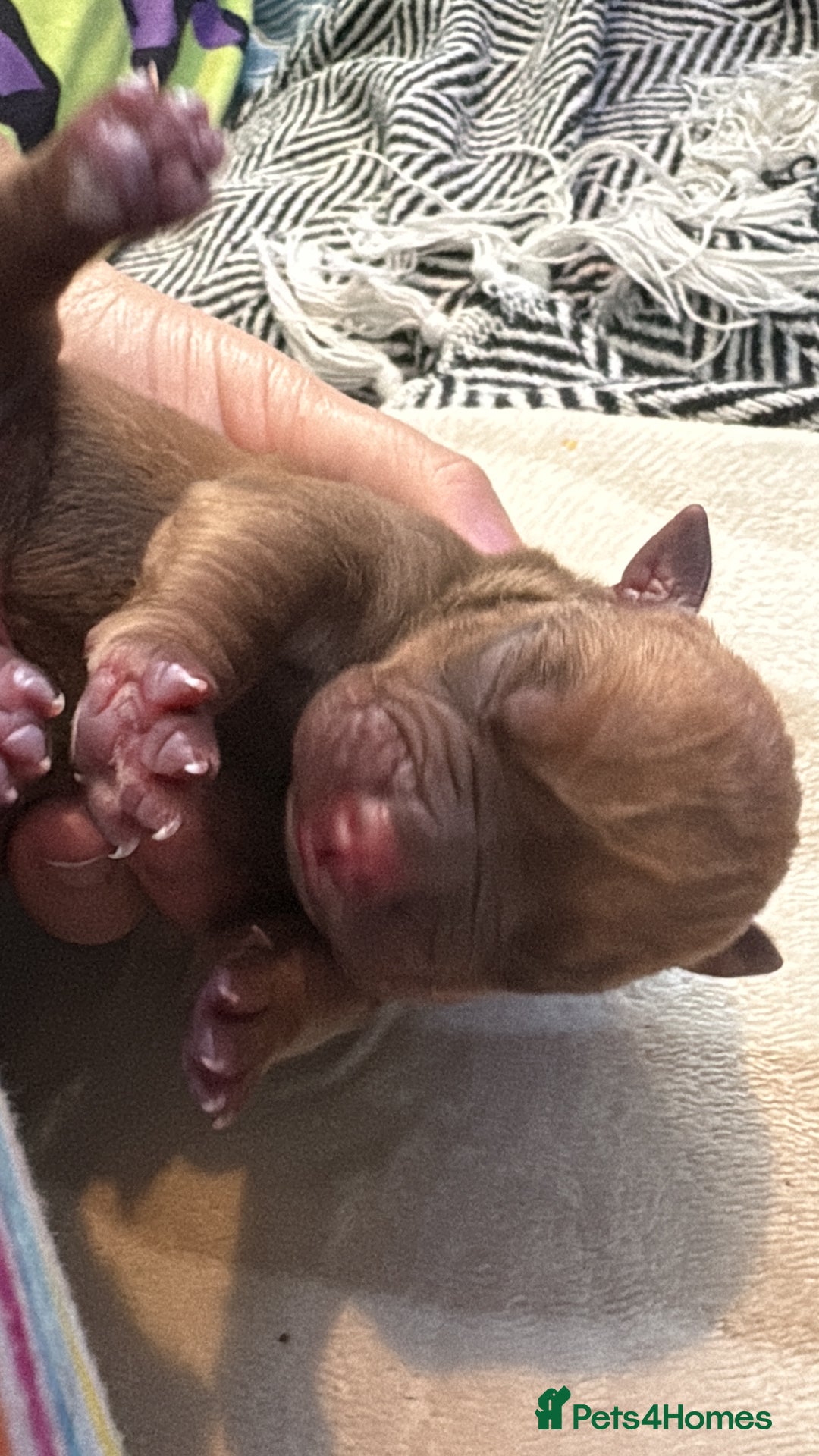 Mixed Breed dogs for sale: Bullpei puppies  - Image 13