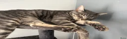 Mixed Breed cats for sale: Brother and sister for adoption  in Carlisle - Advert 1