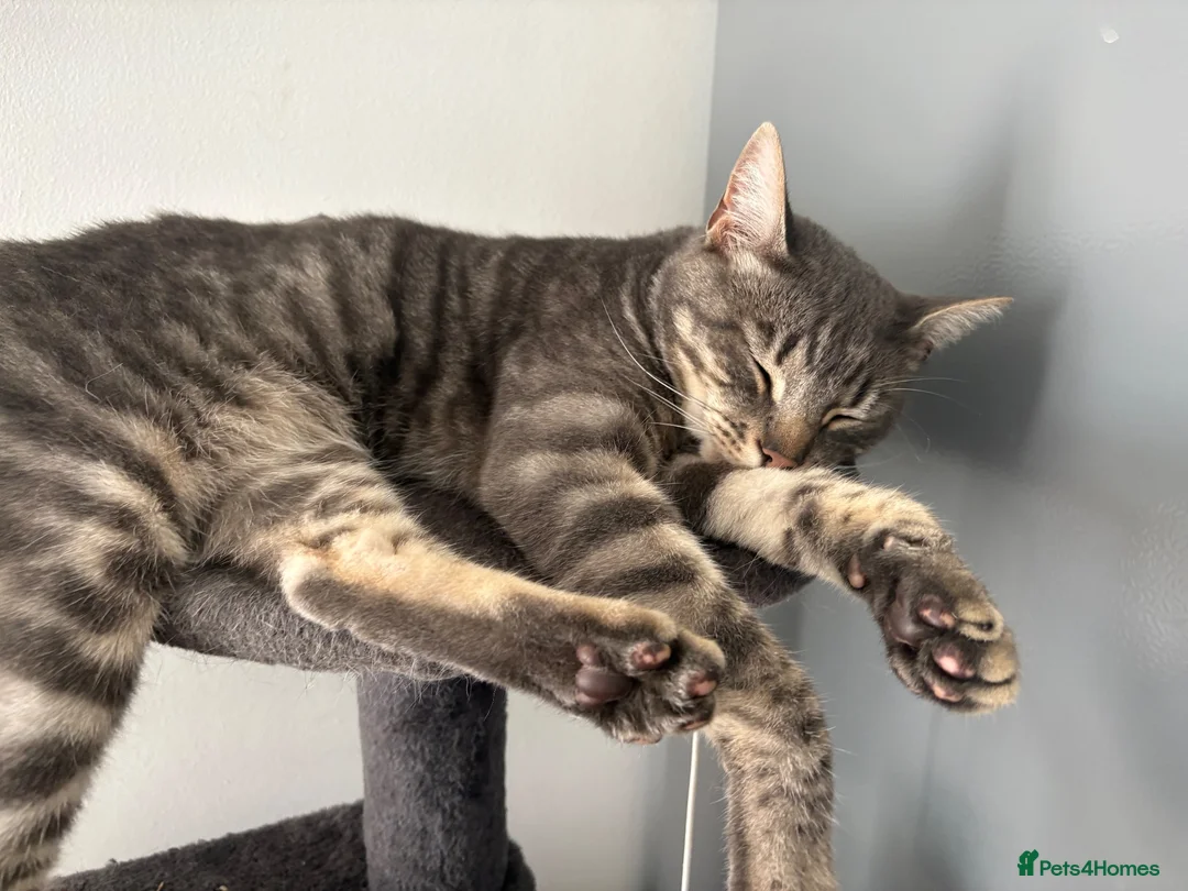 Mixed Breed cats for sale: Brother and sister for adoption  in Carlisle - Advert 1