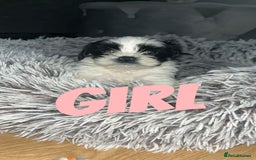Shih Tzu dogs for sale: Shih Tzu Puppies - Image 20