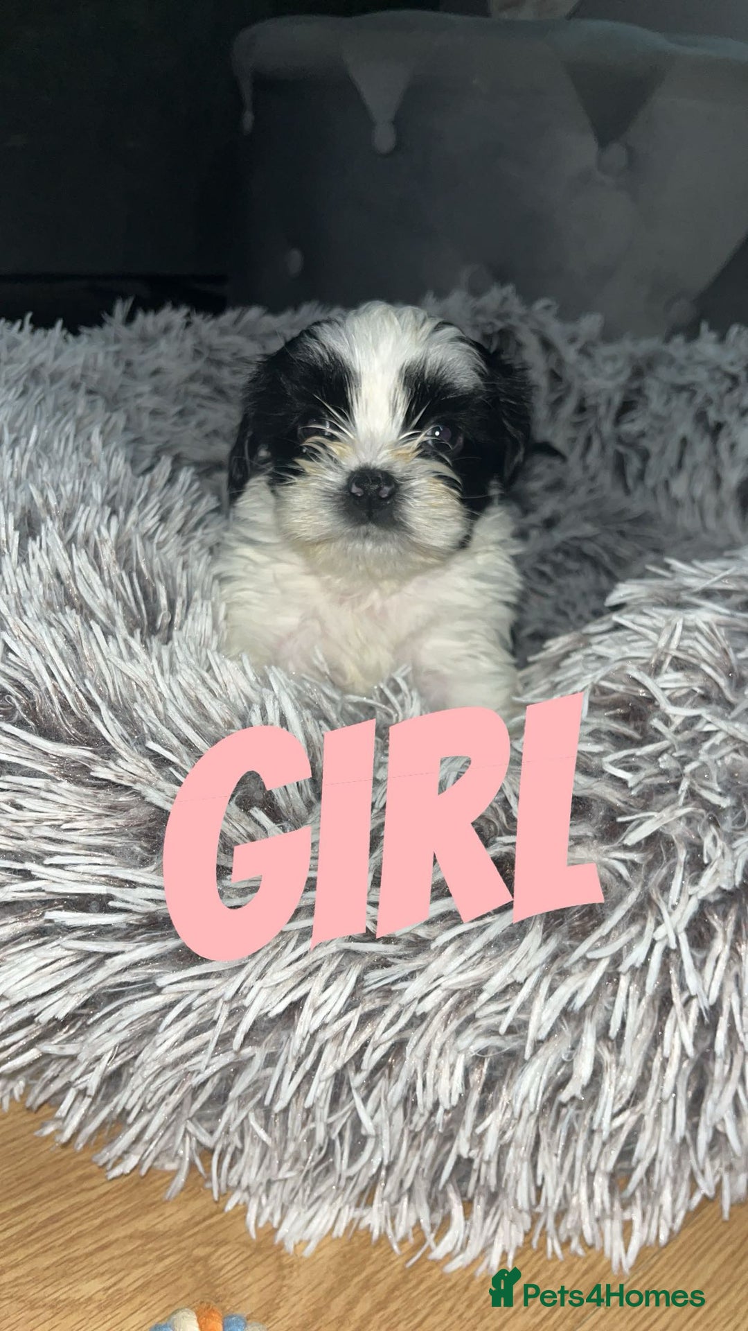 Shih Tzu dogs for sale: Shih Tzu Puppies - Image 20