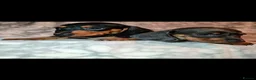 Miniature Dachshund dogs for sale: Beautiful Dachshund puppies for sale  - Advert 5