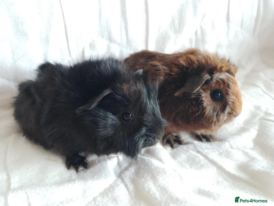 Guinea Pig rodents for sale: Pair of lovely Guinea pig brothers for sale - Advert 4