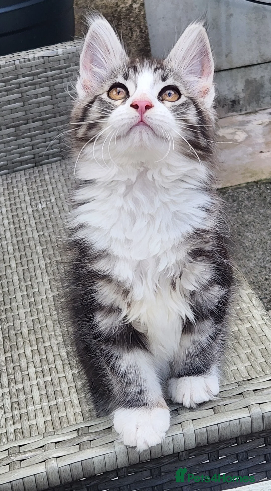 Maine Coon cats for sale: Maine Coons Ready Now!! 4 male 1 female  - Advert 2