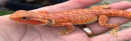 Bearded Dragon reptiles for sale: Red hypo trans Genetic Stripe Bearded Dragons - Advert 4