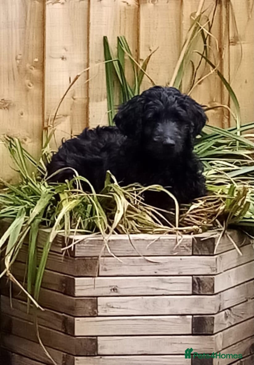 Goldendoodle dogs GORGEOUS GOLDENDOODLE  PUPPIES READY FOR NEW HOMES - Advert 1
