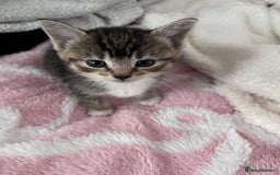 Mixed Breed cats for sale: Beautiful kittens  - Image 6