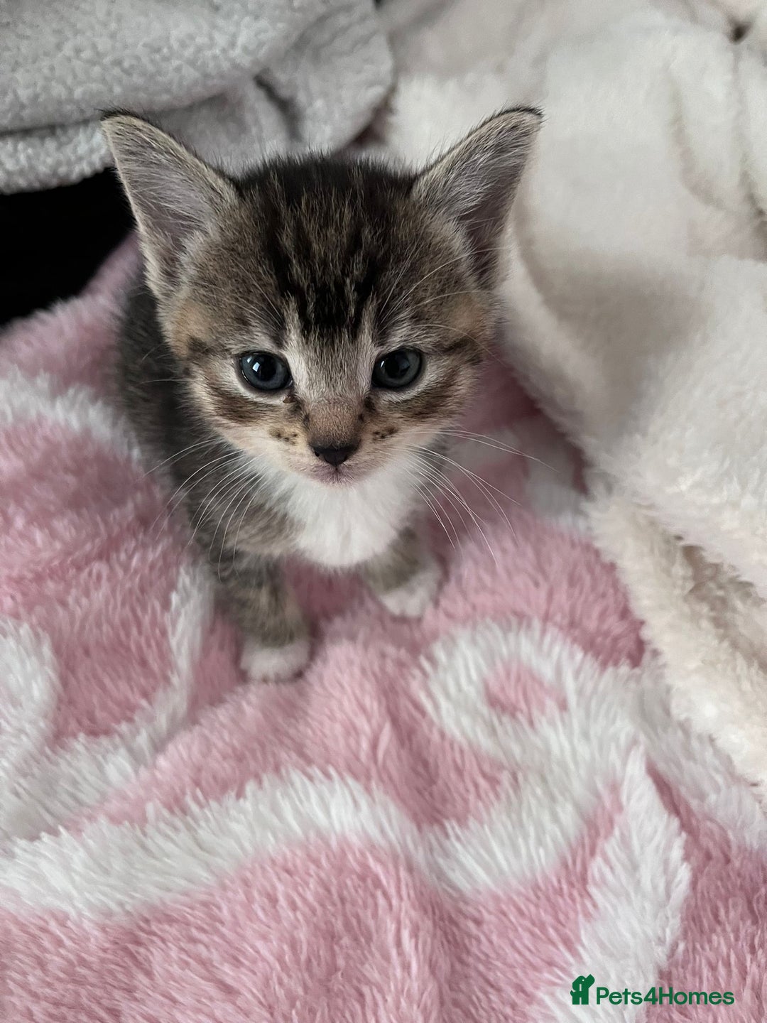 Mixed Breed cats for sale: Beautiful kittens  - Image 6