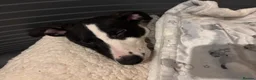 Whippet dogs for sale: Lovely whippet girl for sale.  - Advert 7