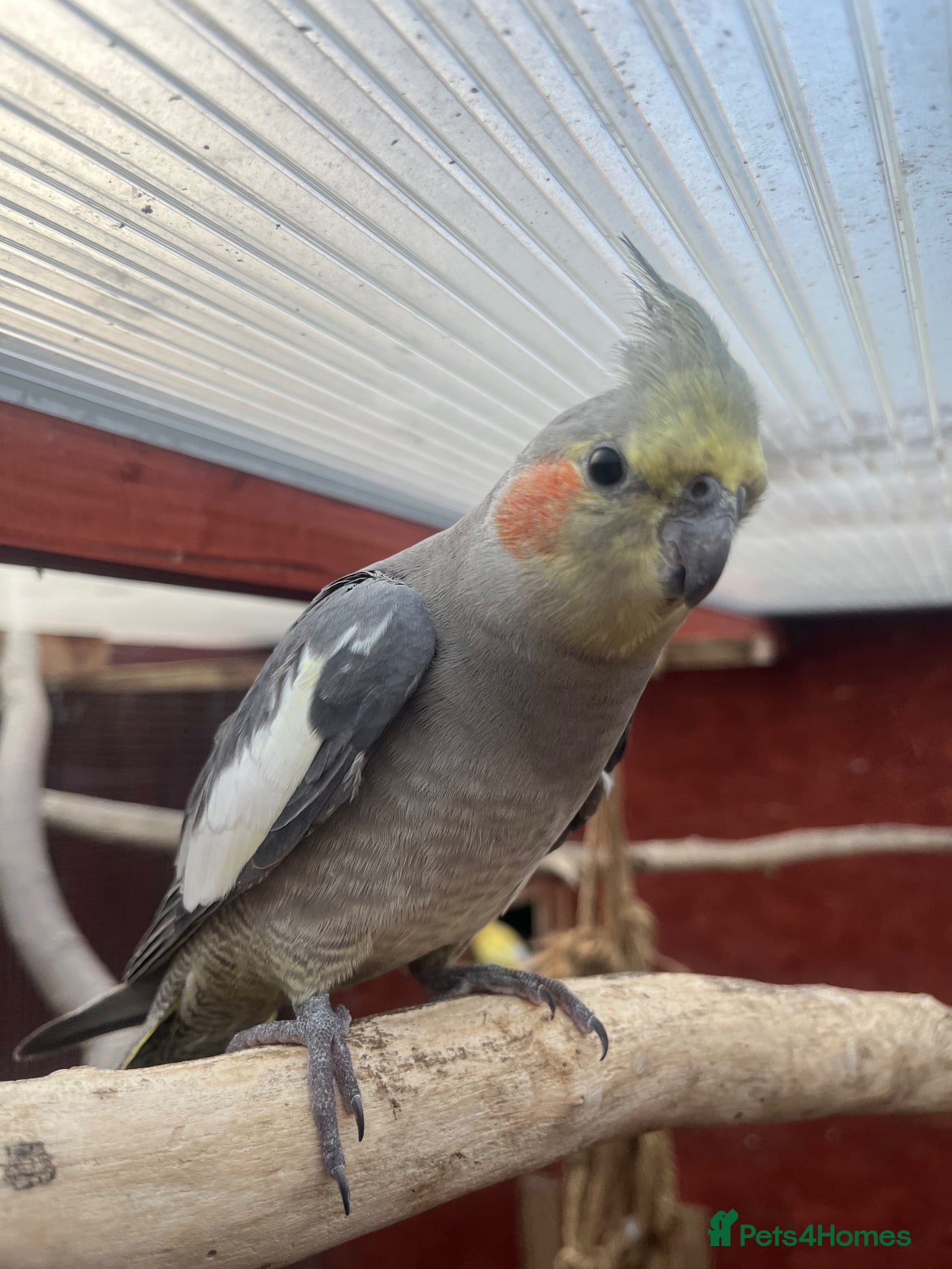 Cockatiels birds 2 grey cockatiels 2 months old - Advert 7