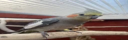 Cockatiels birds for sale: 2 grey cockatiels 2 months old in Enfield - Advert 1