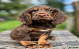 Cocker Spaniel dogs for sale: Beautiful Working Cocker Spaniel Boys - Image 11