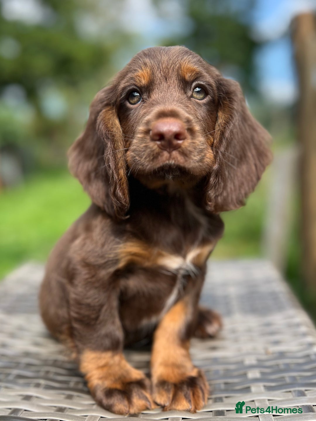Cocker Spaniel dogs for sale: Beautiful Working Cocker Spaniel Boys - Image 11
