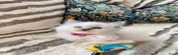 Ragdoll cats for sale: Gccf Anne Baker lines champion Ragdoll kittens  - Advert 16