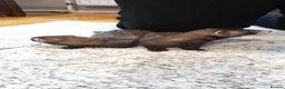 Ferret rodents for sale: Beautiful Kits Ready Now - Advert 8