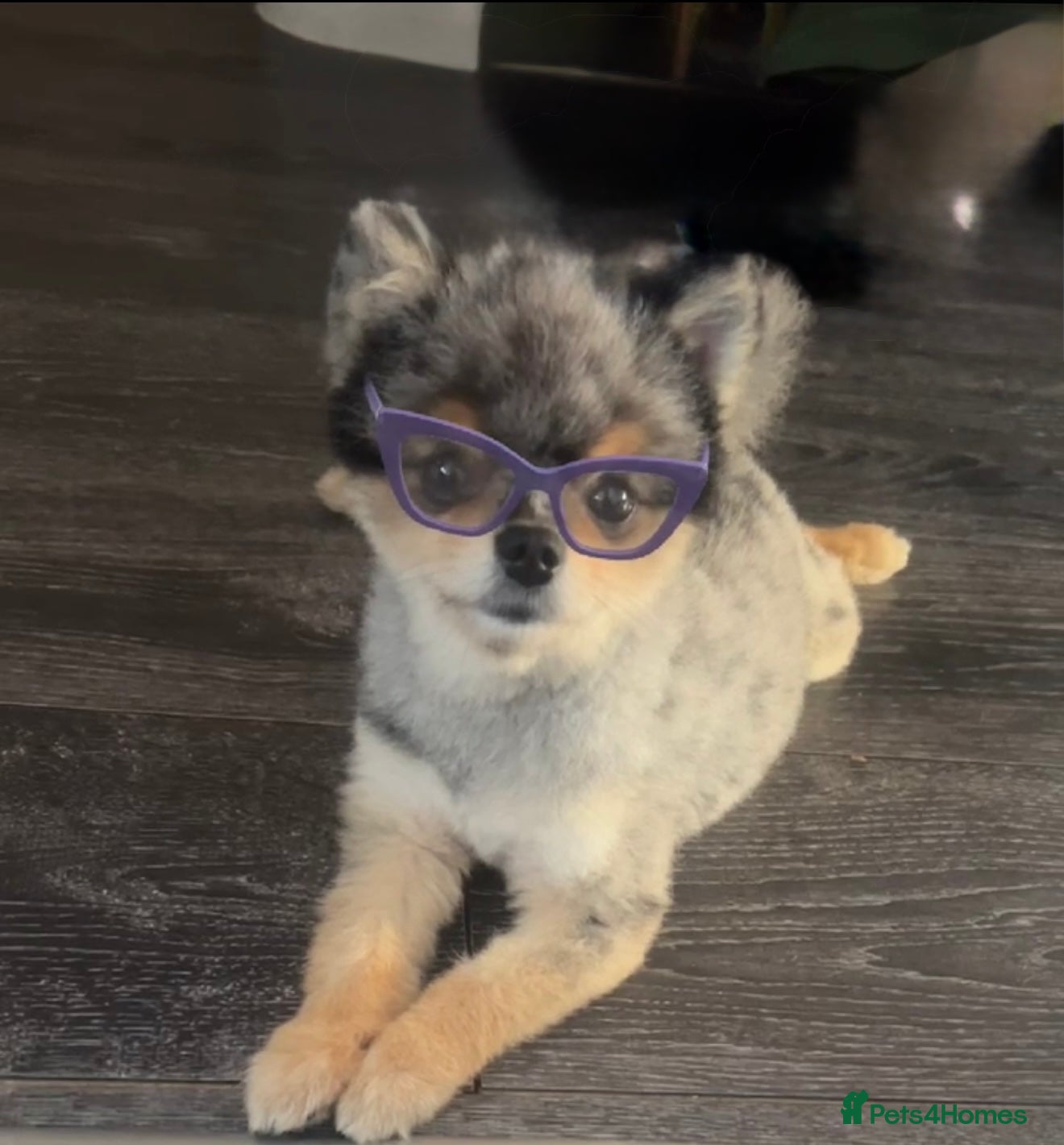 Pomeranian dogs 💙✨BLUE EYES Poms 🐶👀 EXPERIENCED STUDS👀👑🏆 in Bedford - Advert 17