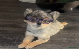 Pomeranian dogs for stud: 🎃EXPERIENCED👑KING ZIGGY & PRINCE COCO🏆STUD Boys in Bedford - Image 4