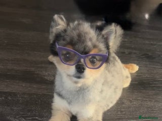 Pomeranian dogs 💙✨BLUE EYES Poms 🐶👀 EXPERIENCED STUDS👀👑🏆 in Bedford - Advert 17