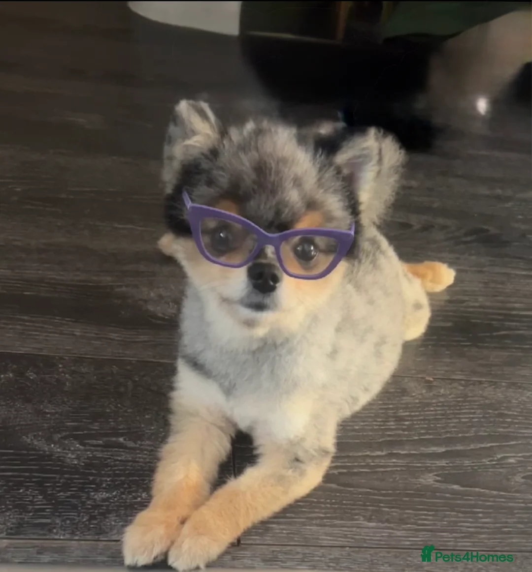 Pomeranian dogs for stud: 💙✨BLUE EYES & Hazel 👀 Poms 🐶EXPERIENCED STUDS🏆 in Bedford - Advert 5