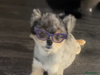 Pomeranian dogs 💙✨BLUE EYES & Hazel 👀 Poms 🐶EXPERIENCED STUDS🏆 in Bedford - Advert 17