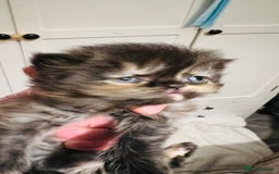 Persian cats for sale:  ⸻  ✨ Pedigree chinchilla Kittens  - Image 4