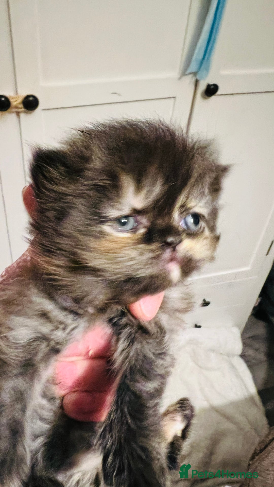 Persian cats for sale:  ⸻  ✨ Pedigree chinchilla Kittens  - Image 4