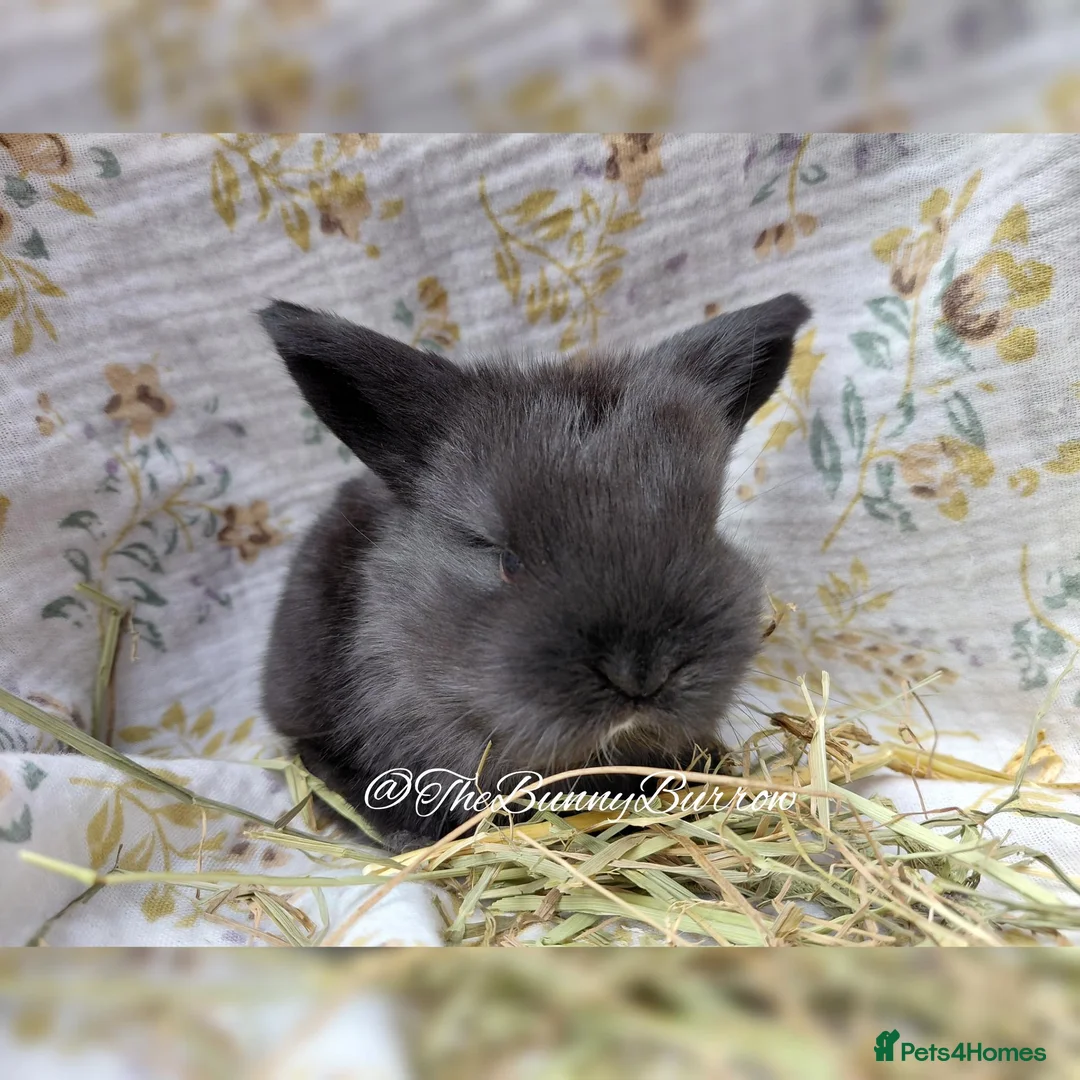 Mini Lop rabbits for sale: Mini Lops  - Advert 12