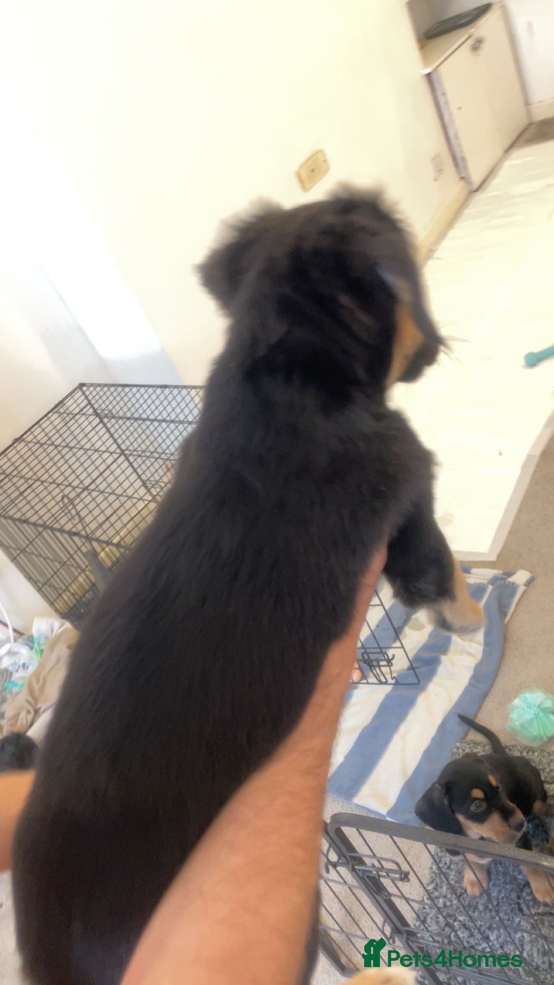 Mixed Breed dogs for sale: MIXED BREED PUPPIES NEEDING URGENT HOMES - Image 3