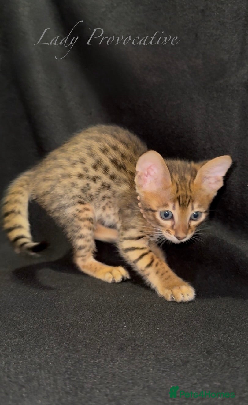 Savannah cats Exceptional Quality Tica Regist. Savannah kittens - Advert 1