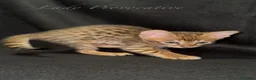 Savannah cats for sale: Exceptional Quality Tica Regist. Savannah kittens - Advert 7