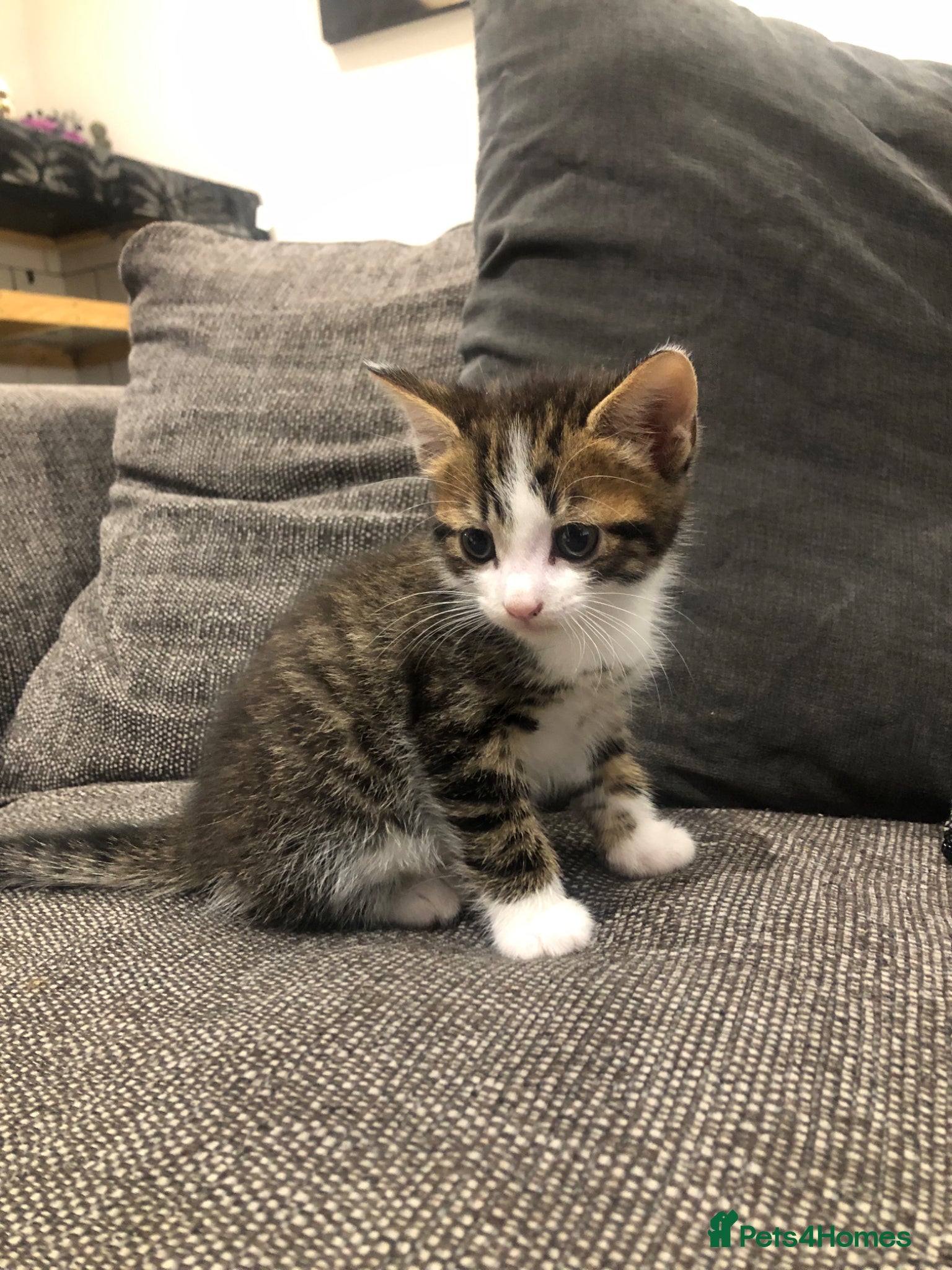 Bengal cats for sale: Bengal cross male kittens  - Advert 5