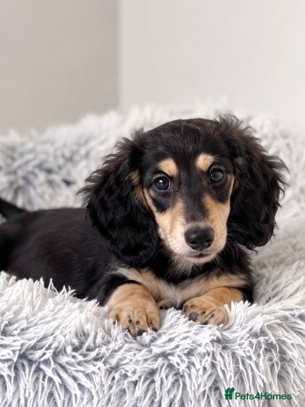 Miniature Dachshund dogs 🌟Last KC Miniature LH Dachshund Puppy Girl 🌟  - Advert 16